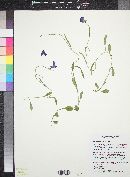 Campanula parryi image